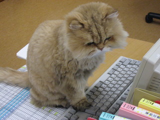 nekosann 213.jpg